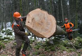 Aktualni javni razpisi in finančne spodbude za razvoj dejavnosti na podeželju (predelava lesa) – brezplačna delavnica, Preddvor 28.10.2013