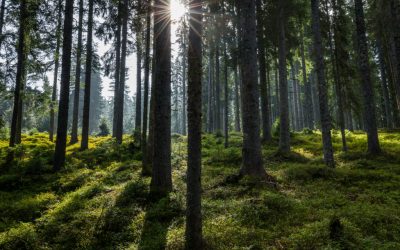 RESONANČNI LES–Prepoznavanje v gozdu, pravilen posek ter raznolike možnosti njegove uporabe, 3.9.2020 Bohinjska Bistrica