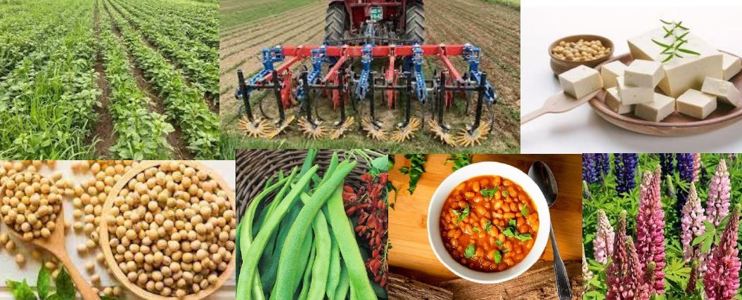 Priložnosti in dobre prakse pridelave soje oz. zrnatih stročnic ter praktični primeri njihove uporabe v zdravi lokalni prehrani